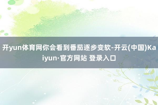 开yun体育网你会看到番茄逐步变软-开云(中国)Kaiyun·官方网站 登录入口